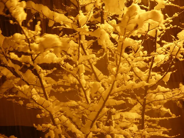 Albero di Natale che perde gli aghi: gli esperti spiegano lo stress come possibile causa e le sue...