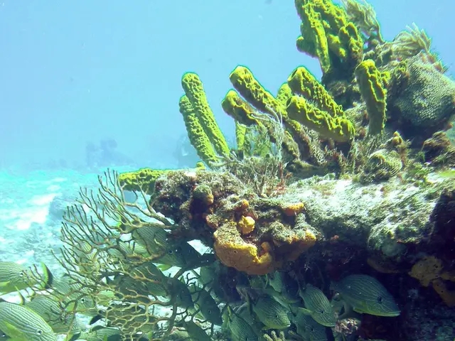 Ricercatori di Oceanografia Scripps ricevono 1 milione di dollari per il loro progetto di...