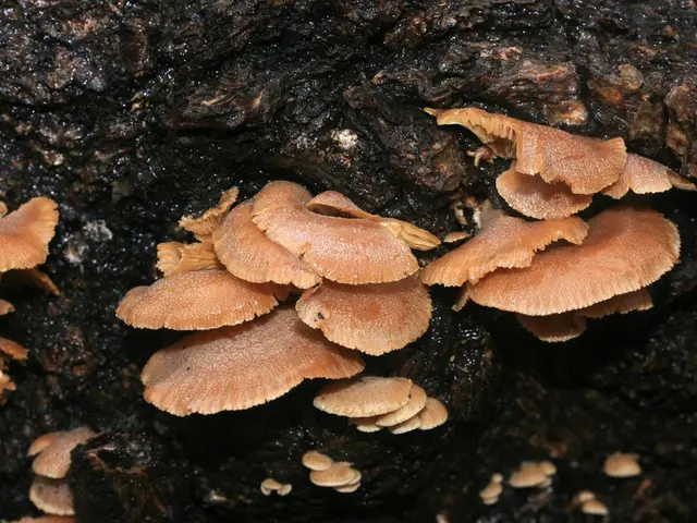 Escursionisti sotto l'influenza di funghi psicoattivi ritrovati nei pressi della wilderness di New...