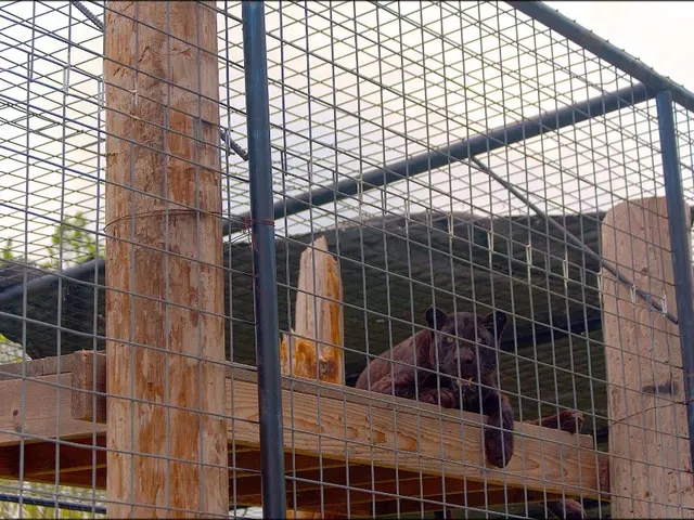 Potrebbe rivelarsi un nuovo aspetto per Pantera Nera in Avengers: Giorno del Giudizio, come...