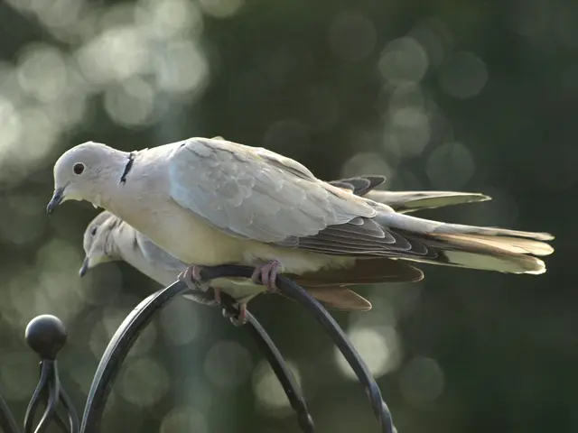 Rari Mirabili Uccelli: Lo Splendido Uccello Violetto, Gioiello Nascosto della Natura
