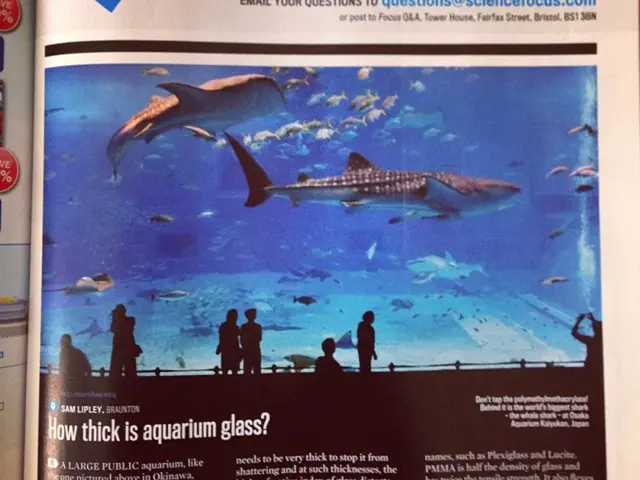 Percorsi migratori letali nel Mar Rosso: comprendere il tasso di mortalità elevato