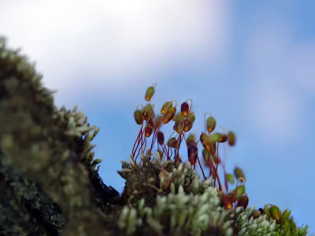 Telescopio rettangolare non convenzionale identificato, potenziale per rilevare 25 pianeti...