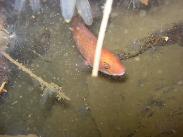 Effortto Collaborativo delle Imprese Asiatiche nello Sviluppo di Cosmetici dai Tessuti dei Pesci...