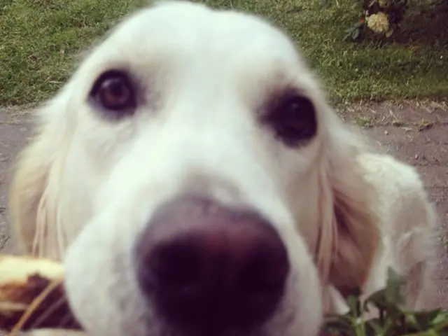 Il potenziale dell'ETF Dogecoin sale al 94%, sollevando le prospettive per il recupero del prezzo...