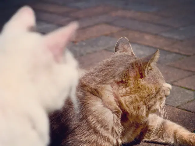 Il peso di un gatto domestico tipico