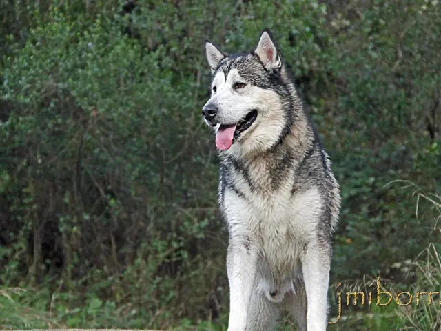 Organizzazione ambientalista The Nature Conservancy ha fatto causa ai fratelli Grimm.