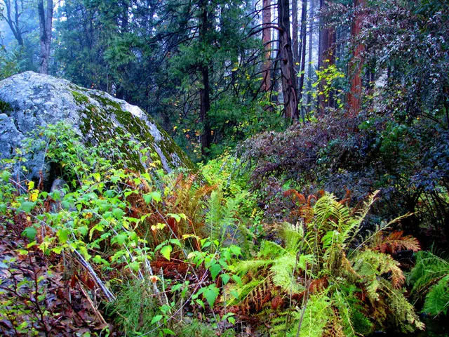 Esplorando i sentieri escursionistici principali di Yellowstone e Grand Teton National Parks