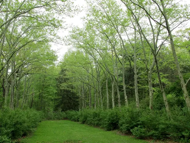 Importanza della biodiversità negli investimenti in borsa: comprendere perché l'AP3 considera l'ambiente naturale nelle decisioni di capitale