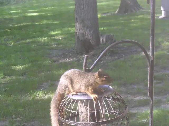 Trasforma il cortile in un rifugio selvatico senza sforzo (e soluzioni economiche incluse)