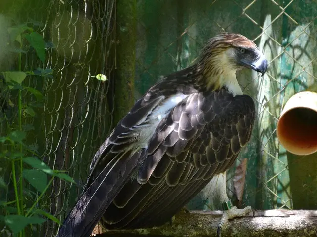  Coltivare le piante giuste vicino ad una mangiatoia per uccelli: consigli di esperti su 7 opzioni...