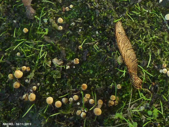 Software Linux di produzione locale: il sistema operativo Linux esclusivo dell'Egitto