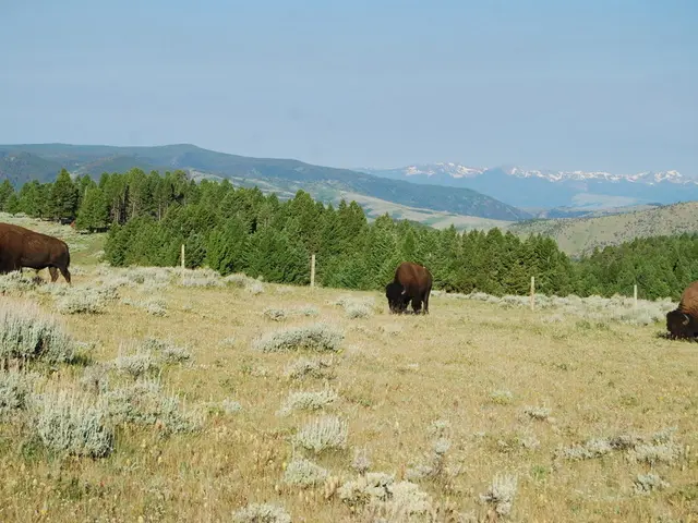 Utilizzando la Partecipazione Pubblica per Sorvegliare e Proteggere leushi popolazioni selvaggie