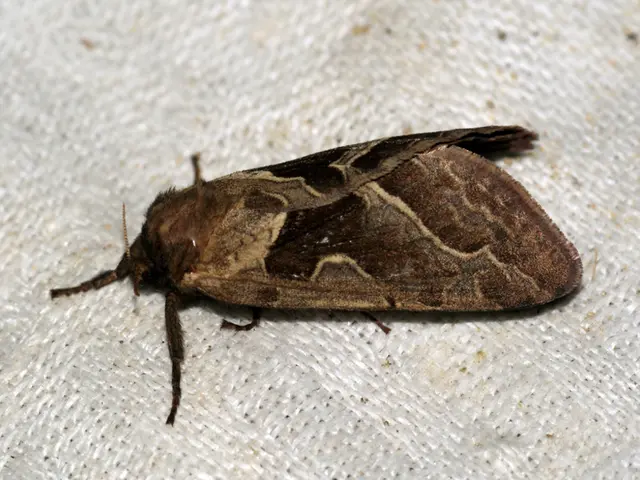 Comprendere l'Ohio Tipo di Amorfoide: Una Guida