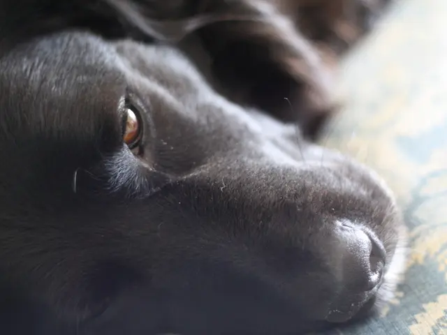 USCSC PET 2025 si conclude dopo due giorni, con più di 5.90 lakh candidati che scelgono di non...