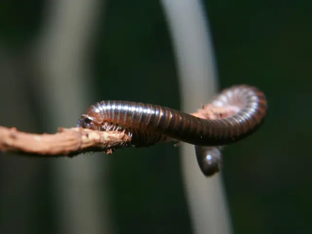 Rimozione degli scoiattoli dalla tua investigator_french: 4 strategie efficaci svelate