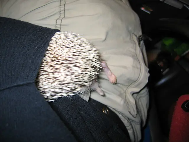 Frequentare il college con animali domestici: Una nuova tendenza o una scelta non convenzionale?