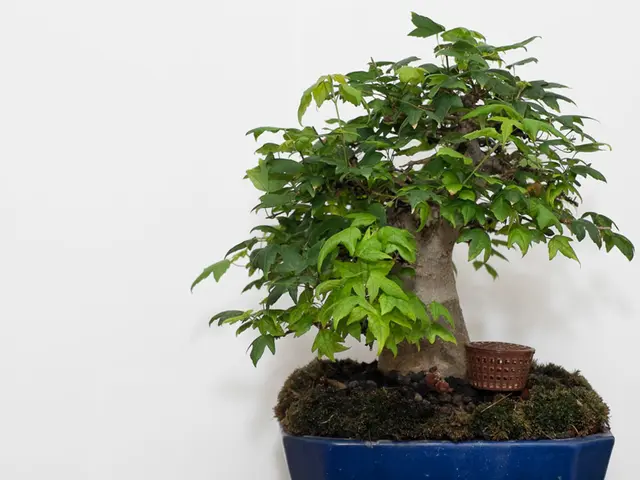 Vasi Bonsai Unici: Scoprire e Coltivare Rare Ornamentali