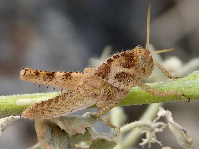 Identificazione delle Specie di Insetti utilizzando il Servizio PIDC più recente in Biologia...