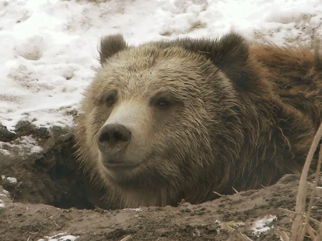 La Settimana Celebrativa dell'Orso Robusto: Un Tributo alla Dieta Moderata