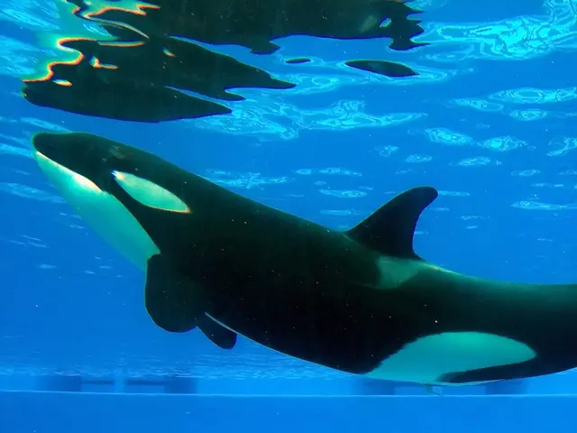 Comprendere: Cos'è una Balena?