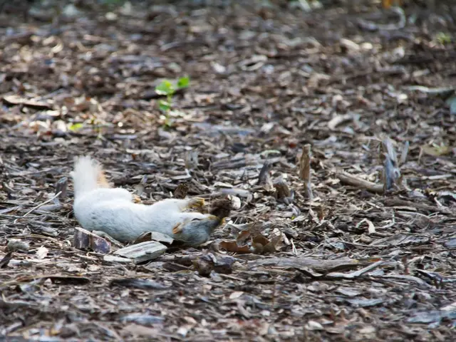 Immagini e Icone Decorative di Scoiattolo