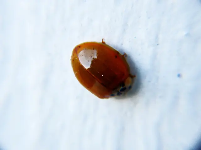 Rivelato da Rapid7:Criticalità debolezza SQL Injection