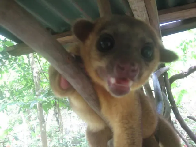 Il Benessere degli Animali in Ucraina: Uno Sguardo Più Attento