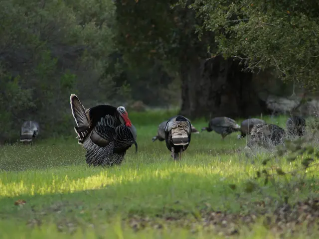 La Turchia pondera punizioni più severe per i minorenni, poiché le organizzazioni criminali mirano...