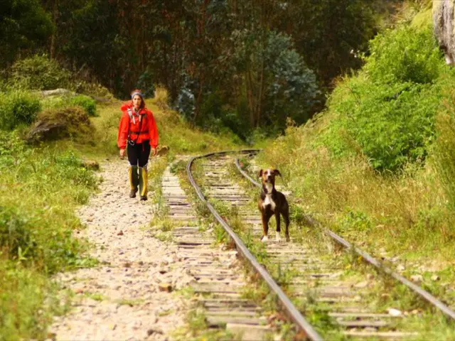 Scontri tra treni a Glencoe, Illinois, con il decesso di una donna e il suo cane domestico,...