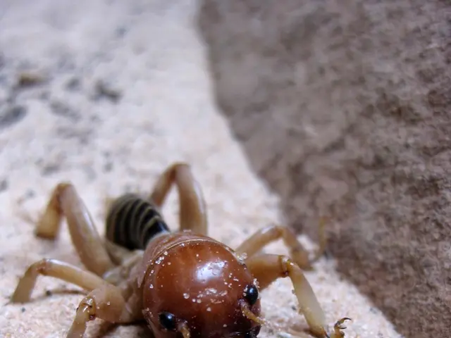 Preoccupazione globale per tempeste di sabbia e polvere che colpiscono circa 330 milioni di...