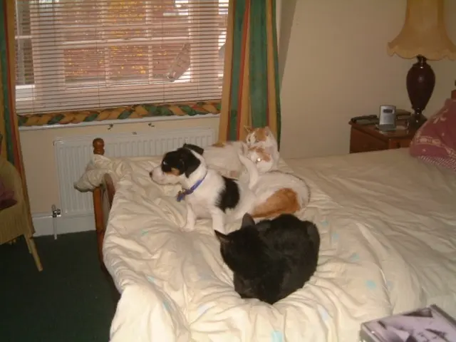 Rilevamento dei pidocchi dei letti: sintomi e nascondigli segreti