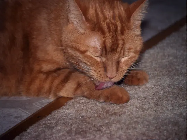 Esplorando le Strane e Veloce Abitudini Alimentari del Tasso Nasuto a Stella, Detentore del Record...