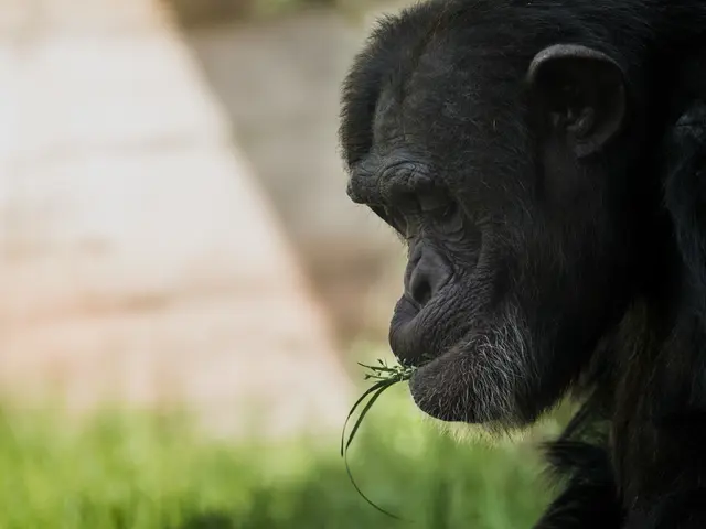 Differenze nella percezione visiva tra scimmie e umani identificate da esperti