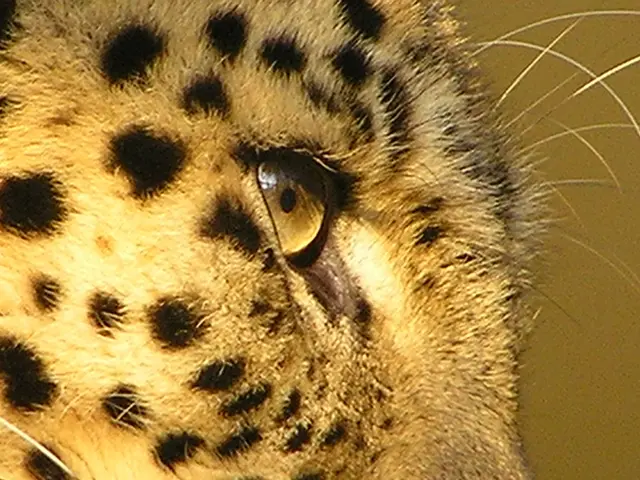 Vita del Topo Nasuto a Stella, il Campione di Consumo più Veloce del Mondo Svelato