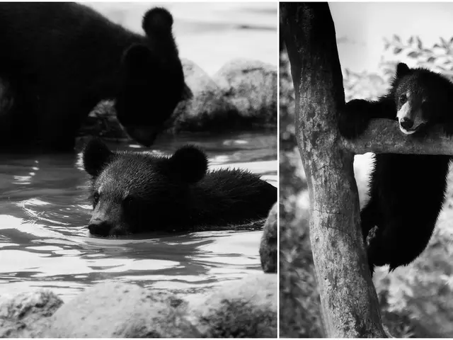 Risolti i delitti dell'Orso del Fiume Brook: identificazione di tutte le vittime dopo 40 anni
