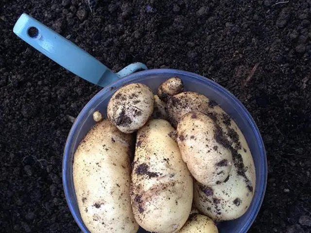 Strumenti di sopravvivenza per i batteri che prosperano nelle condizioni del suolo