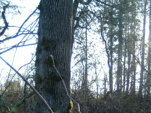 Albero con qualità ombreggiante adatto alla coltivazione in casa, che prospera particolarmente in...