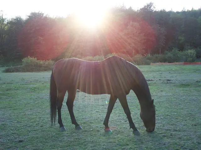 Proteggere i Cavalli dalle Scottature solari:-linee guida per Tenere i Tuoi Equini al sicuro nel...