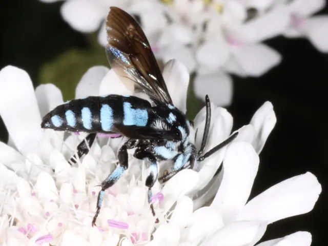 Il giudice sospende l'esenzione per il pesticida neonicotinoide acetamiprid