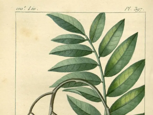 Scelgo di far prosperare i fuschini nel mio giardino, nonostante i loro difetti estetici, poiché...