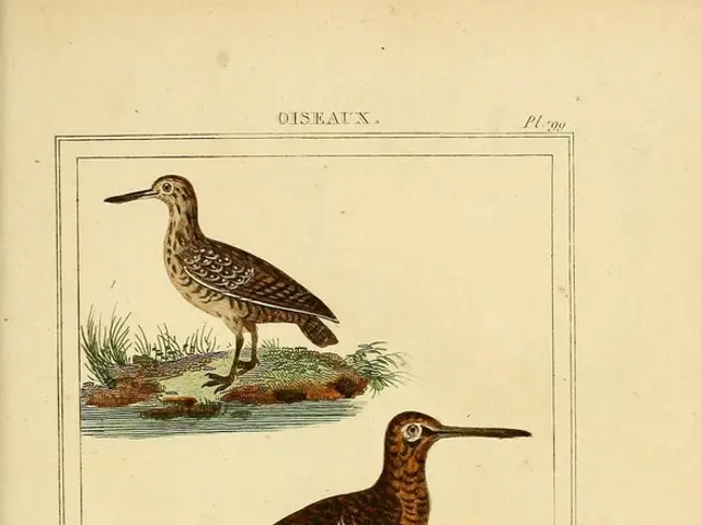 Evita questi 9 errori comuni nell'alimentazione degli uccelli durante l'inverno per garantire il...