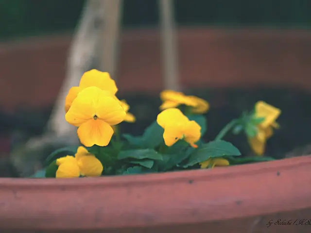 Coprite le vostre piante con calore con copricacchi artigianali all'uncinetto o alla maglia