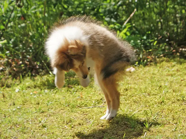 Individual sospettato arrestato dopo efferato omicidio di un anziano professore dell'Università di...