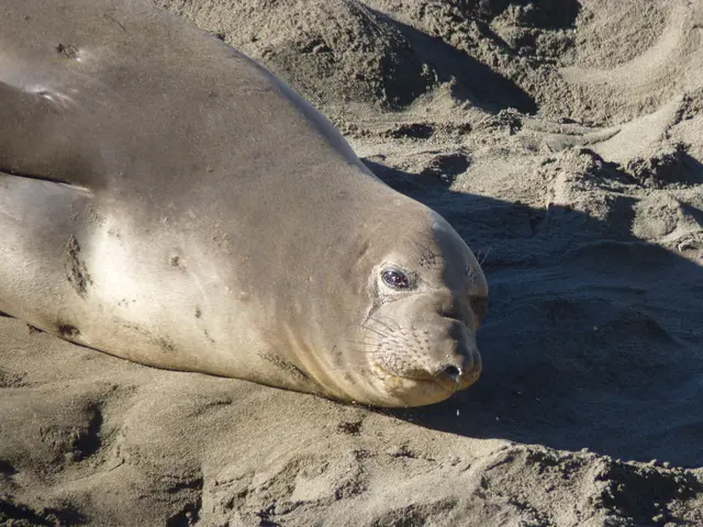 Svelare la Realtà: Le Spese Nascoste dei Sigillanti per Tettoie