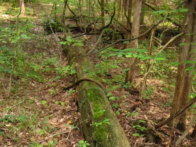 Alberi e Eclissi: Teoria Controversia Sotto Indagine da Scientisti