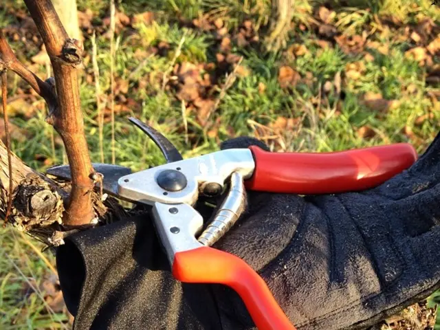 Dannos al Vigor dell'erba provocati dagli Scavinatori