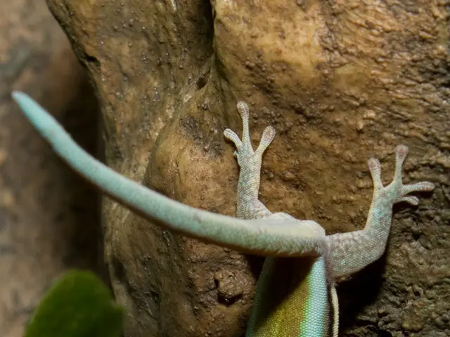 Dwayne 'The Rock' Johnson discute la sua recente significativa perdita di peso...