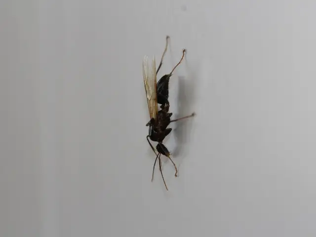 Attacco delle Vespe tragedy a Gia Lai: un Bambino Deceduto, Due Ospedalizzati