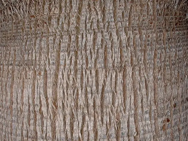 Guida all'Arte del Bonsai: Capire i Fondamenti e i Vantaggi